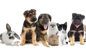 並んだペットの動画のイメージ